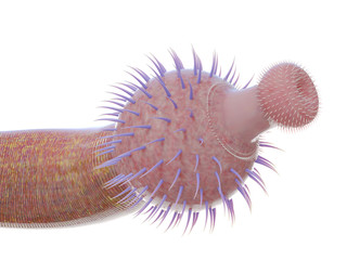 3d rendered illustration of an Ottoia