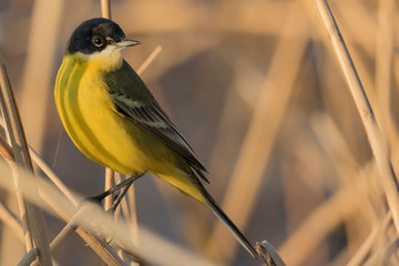 Wagtails