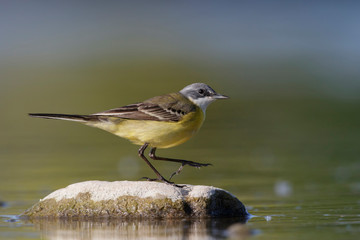 Wagtails
