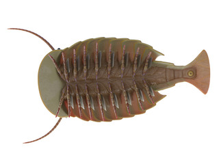 3d rendered illustration of a Sidneyia