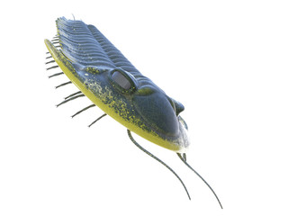 3d rendered illustration of a Trilobite