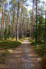 sentier en foret, Estonie