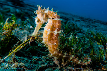 Sea ​​horse in the Red Sea Colorful and beautiful, Eilat Israel
