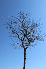 Blue sky and dry tree branches