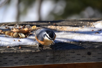 Red-breasted Nuthatch