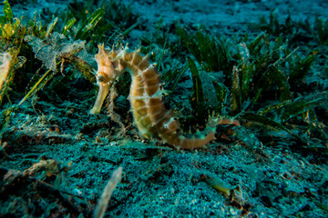 Sea ​​horse in the Red Sea Colorful and beautiful, Eilat Israel