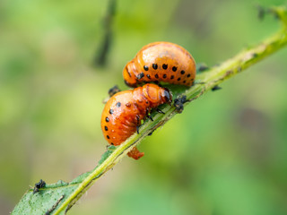 Close up shot of two larvae of a Colorado beetle. They are feeding upon what's left of a potato plant. Pests destroying crops in the garden.