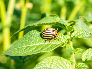 Adult Colorado beetle is eating fresh potato leaf on a sunny summer day.