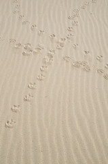 Intersecting birds footprints in the sand