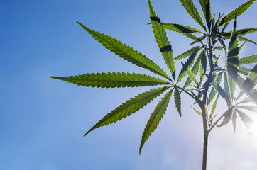 A plant of cannabis in the sunbeams against a blue sky.