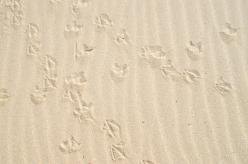 Fototapeta na wymiar Intersecting birds footprints in the sand