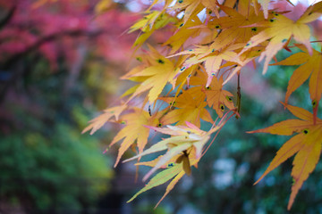 Japanese Maple in Fall Colors