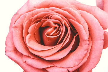 red rose on a white background, beautiful flower