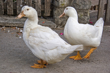 Gans spaziert auf der Dorfstrasse