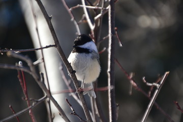 Black-capped Chickadee on a Branch