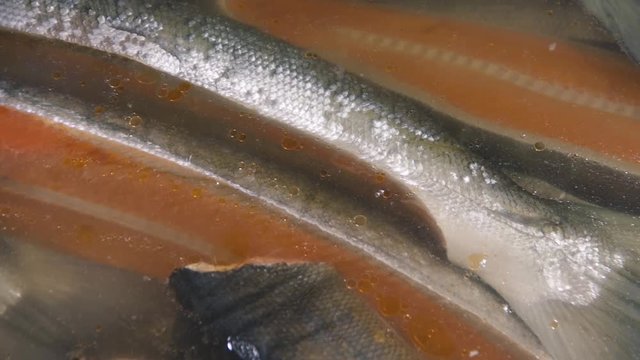 salmon cutting 9