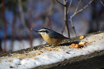 Red-breasted Nuthatch having Lunch