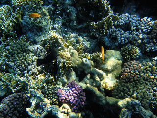 Fototapeta na wymiar Deep blue Sea. Red Sea and beautiful fish.