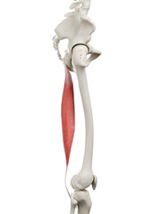 3d rendered medically accurate illustration of a womans Semitendinosus