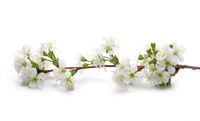 Spring flowers cherry isolated on white, with clipping path