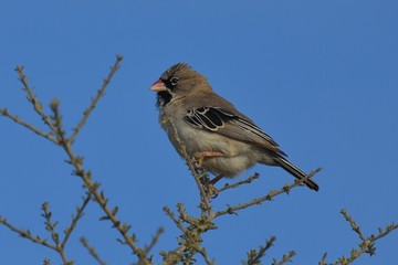 Schnurrbärtchen (Sporopipes squamifrons) in der Kalahari in Südafrika