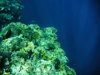 Naklejka na ściany i meble Deep blue Sea. Red Sea and beautiful fish.