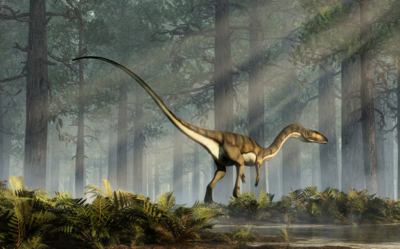 Coelophysis, one of the earliest dinosaurs, was a carnivorous theropod.  The creature walks into a forest of fir trees with a floor of ferns with rays of light shining down. 3D Rendering. 
