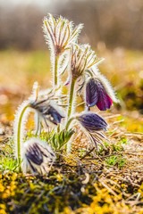 Fototapeta na wymiar Clump of wind flowers, meadow anemone, pasque flowers with dark purple cup like flower and hairy stalk growing in meadow on a bright spring sunny day, blurry background, green grass, vertical image