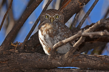 Perlkauz (Glaucidium perlatum) im Kgalagadi-Transfrontier-Nationalpark in Südafrika