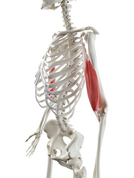 3d rendered medically accurate illustration of a womans Biceps