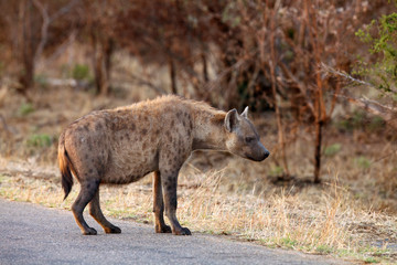 The spotted hyena (Crocuta crocuta), also known as the laughing hyena on the road in national park.