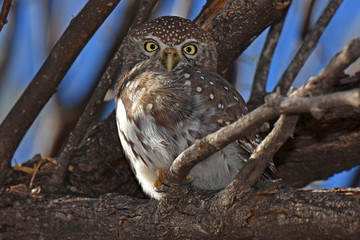 Perlkauz (Glaucidium perlatum) im Kgalagadi-Transfrontier-Nationalpark in Südafrika