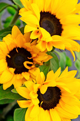 Bouquet of flowering sunflowers