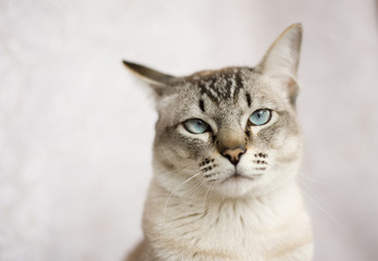 Tabby Siamese cat