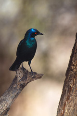 The Cape starling or Cape glossy starling (Lamprotornis nitens) sitting on the branch with yellow background.