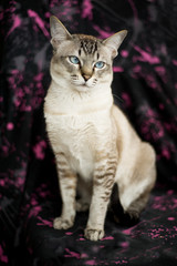 Tabby Siamese cat