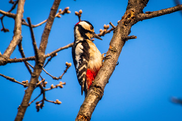 Spotted woodpecker dendrocopos major  bird on tree with blue sky in the background