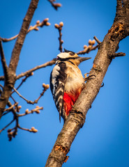 Spotted woodpecker dendrocopos major  bird on tree with blue sky in the background