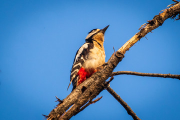 Spotted woodpecker dendrocopos major  bird on tree with blue sky in the background