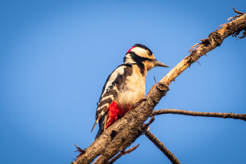 Spotted woodpecker dendrocopos major  bird on tree with blue sky in the background