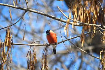 Bullfinch on a branch