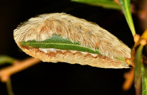 A Dangerous Flannel Moth Caterpillar Engulfing A Leaf During The Night Hours In Houston, TX. Note The Tiny Venomous Spines Visible Under The Tufts Of Hair.