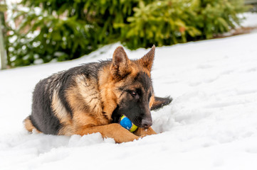 A german shepherd puppy dog playing with a ball at winter