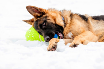 A german shepherd puppy dog playing with a ball at winter