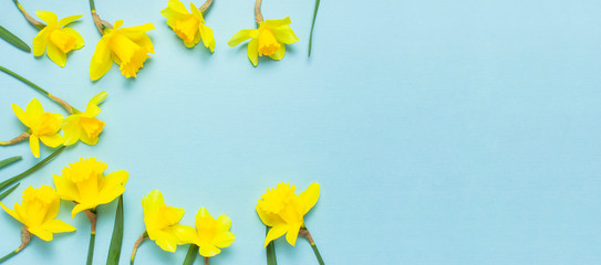 Spring floral background. Frame of narcissus or daffodil flowers on blue background top view flat...