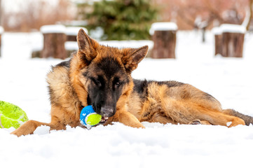 A german shepherd puppy dog playing with a ball at winter