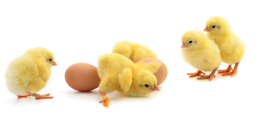 Five yellow chickens and eggs.