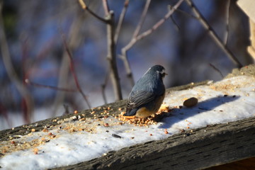 Red-breasted Nuthatch
