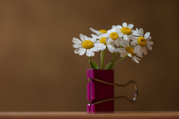 Daisy flowers