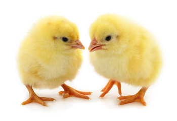 Two little chickens isolated.